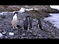 Deadly bird flu found in penguins near Antarctica | REUTERS