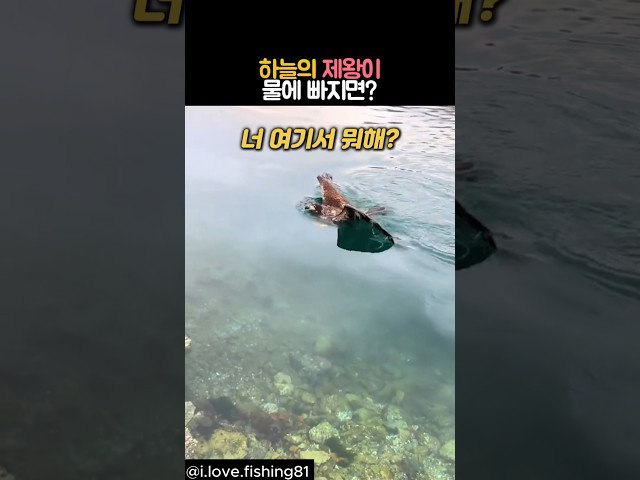 하늘의 제왕이 물에 빠지면? #동물 #수리