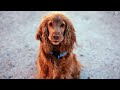 These dog breeds have a higher likelihood of getting cancer, according to new research  - 02:04 min - News - Video