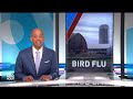 Fragments of bird flu virus detected in cows milk sold in grocery stores  - 05:45 min - News - Video
