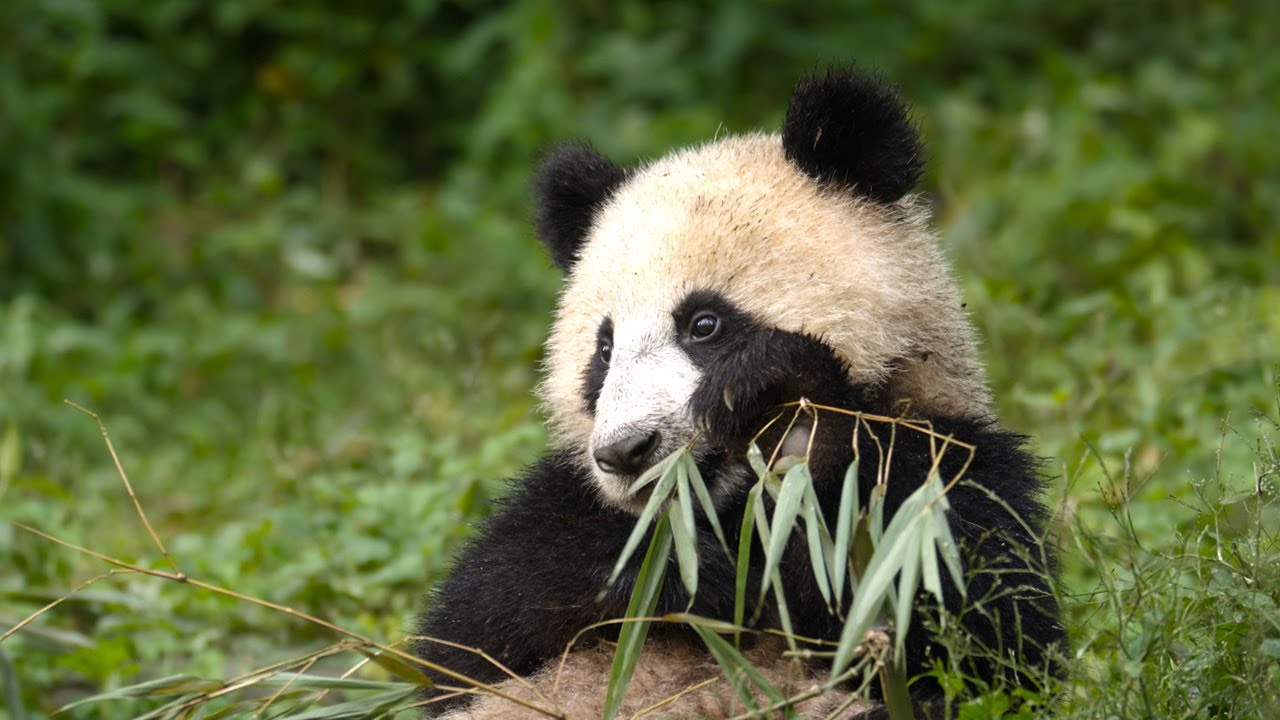 Panda Mother Teaches Cub How to Eat Bamboo | 4KUHD | China: Natures Ancient Kingdom | BBC Earth