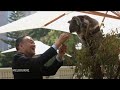 Leaders pat and feed a koala at ASEAN Australia Summit retreat  - 00:45 min - News - Video