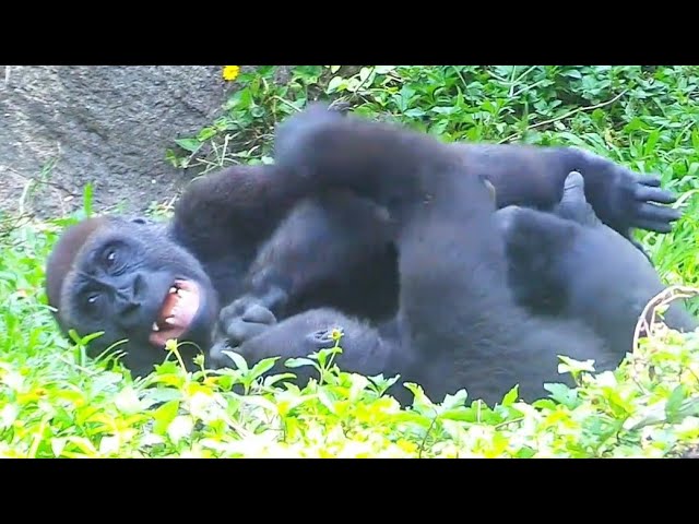 Ringo Grabs Jabali and Rolls All Over the Place!🤣🤪林戈抓著呷百二到處翻滾，玩瘋啦！