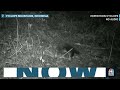 Long-lost echidna species seen for first time in over 60 years  - 00:40 min - News - Video