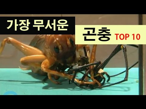 (랭킹박스) 세계에서 가장 무서운 곤충 TOP 10