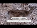 Lebanons rare deer roam a farm in the Bekaa  - 01:29 min - News - Video