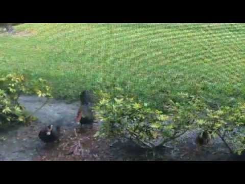 Property video