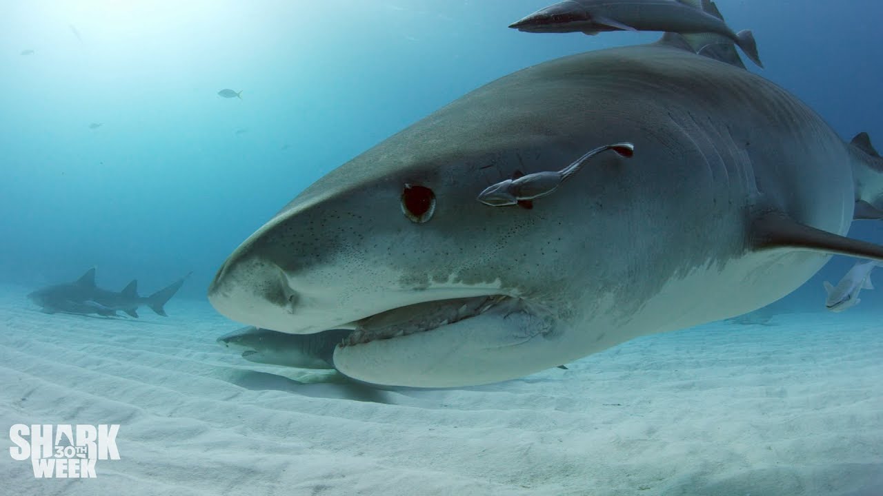 The Top 30 Sharks of Shark Week: Part One