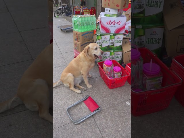 狗狗把釣魚凳拿走換果凍了，主人沒了自己的快樂泉Xiaodan: What's so good about fishing? Isn't it nice to play with me?