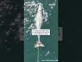 Rescuers search for an entangled gray whale  - 00:30 min - News - Video