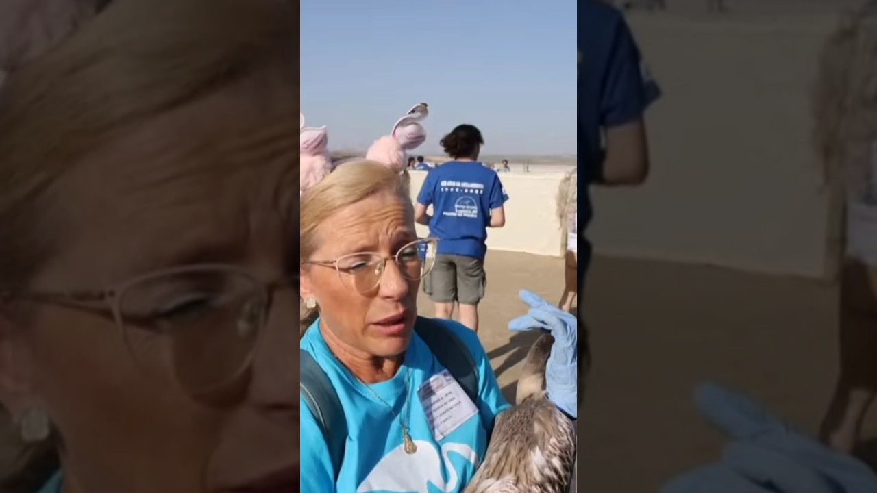 Flamingi wróciły do Europy!