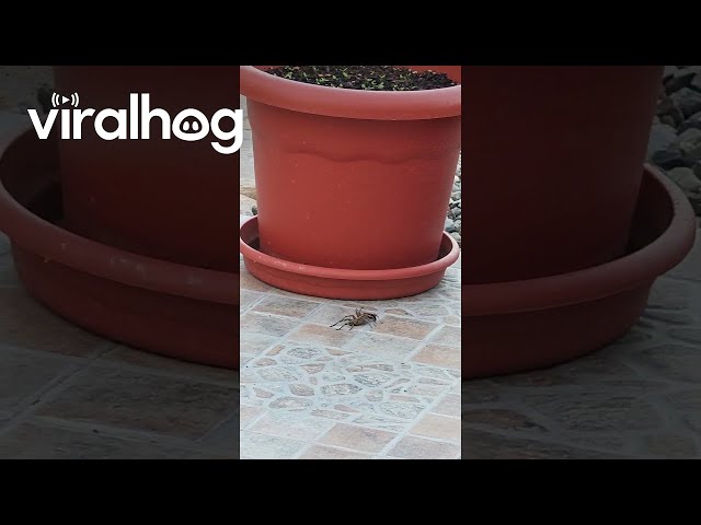 Spider Wasp Drags Paralyzed Spider || ViralHog