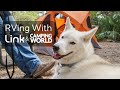 Link GPS Dog Tracker with Bluetooth Beacon and Wrap – Camping World Exclusive