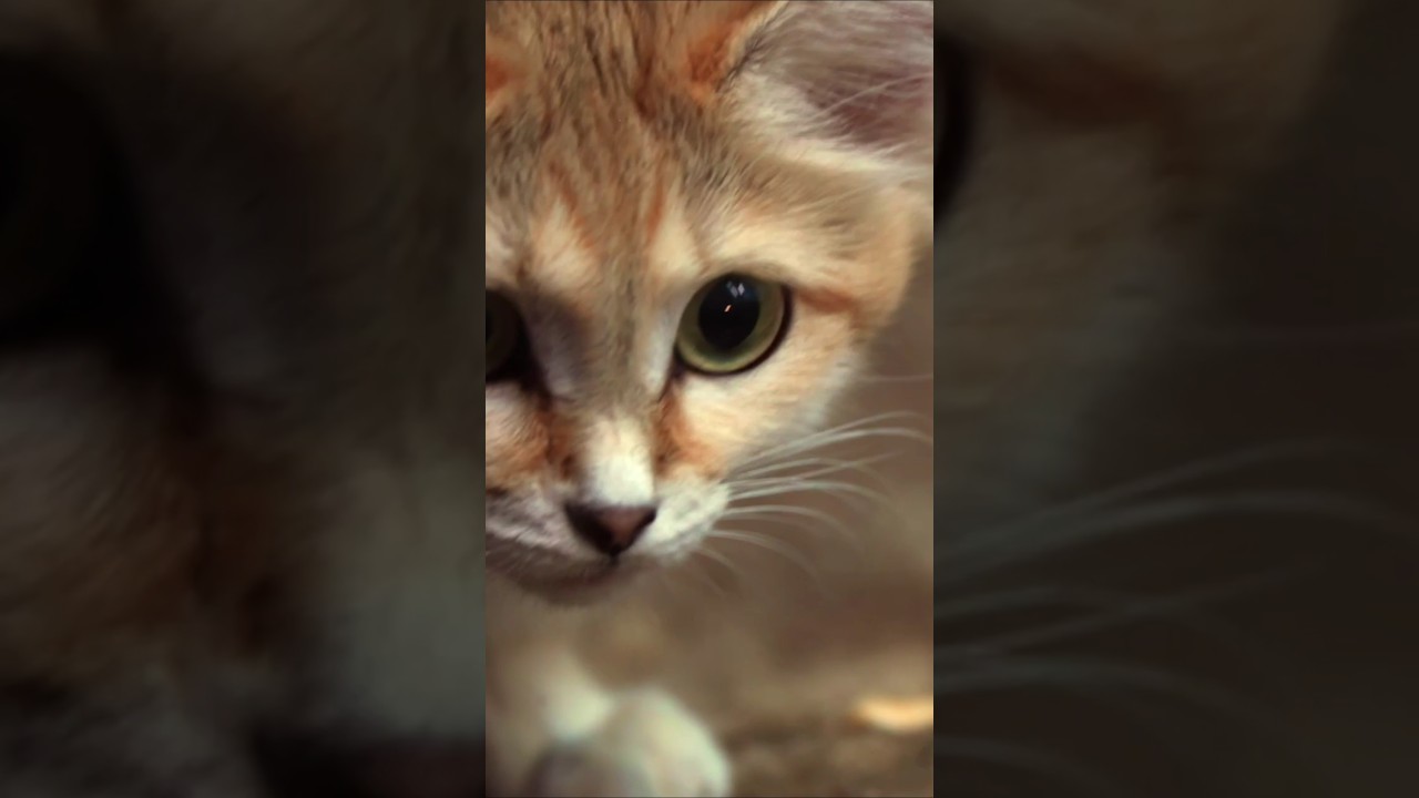 Sand Cat: The King of the Desert #Cats #SandCat #Shorts