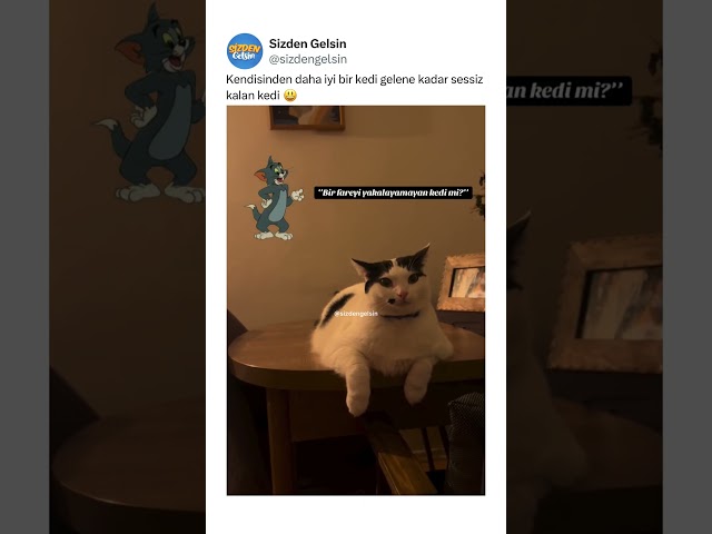 Kendisinden daha iyi bir kedi gelene kadar sessiz kalan kedi 😃