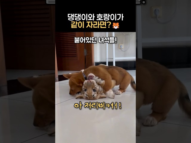 댕댕이와 호랑이가 같이 자라면?🐯 #진정한우정