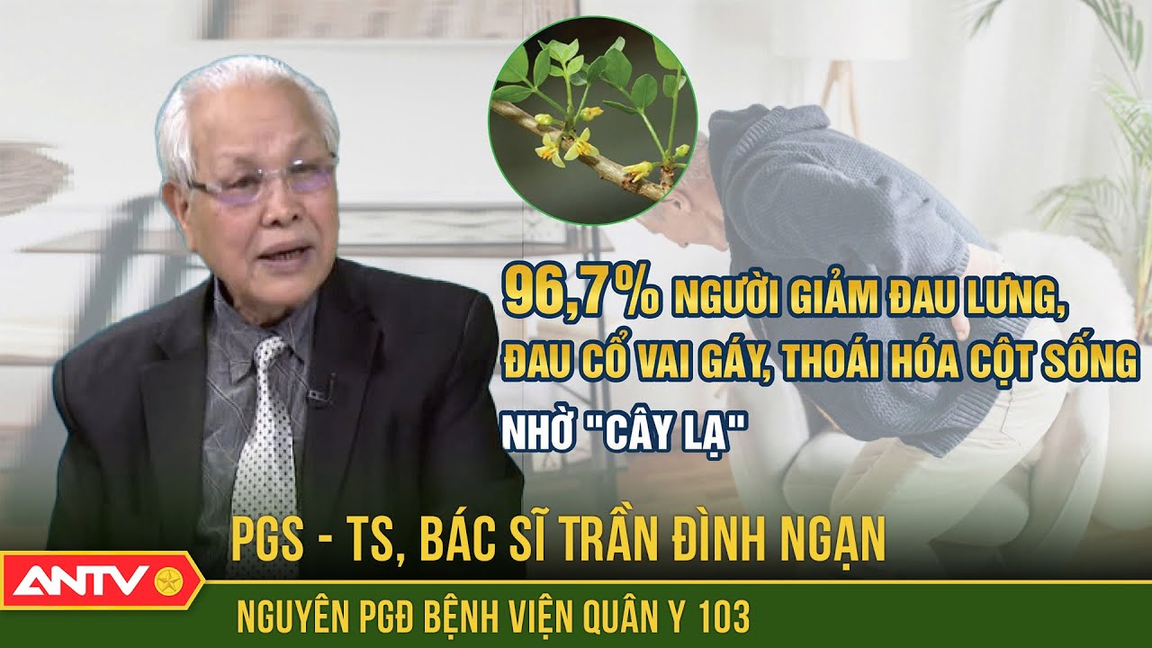 96,7% người giảm đau lưng - đau cổ vai gáy, thoái hóa cột sống nhờ "cây lạ" | ANTV