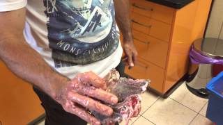 barf dog food sunshine coast