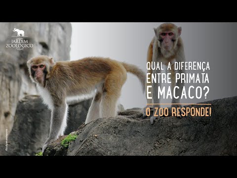Macaco ou primata? Entenda as diferenças entre os termos