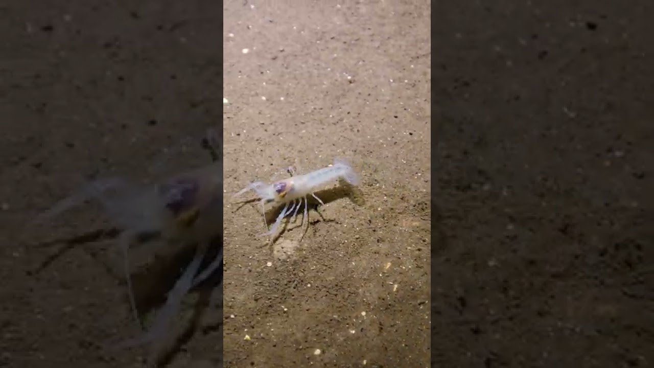 This blind crayfish lives in a HUGE CAVE