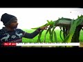Haryana Government Dragon Fruit की खेती की जानकारी लेने के लिए किसानों को भेजेगी वियतनाम  - 02:58 min - News - Video