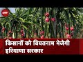 Haryana Government Dragon Fruit की खेती की जानकारी लेने के लिए किसानों को भेजेगी वियतनाम