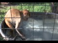 Splish Splash it's a Monkey Bath