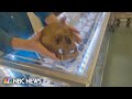 Customer finds human skull for sale in Florida thrift store