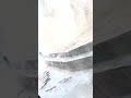 Waterfall surges onto road after heavy rains in Indiana