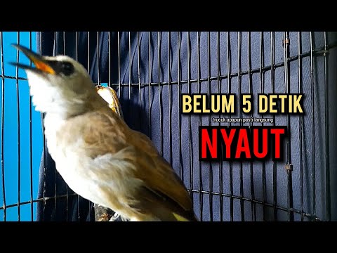 trucukan gacor TARUNG ROPEL PANJANG pancingan trucukan agar bunyi jadikan burung trucuk gacor EMOSI
