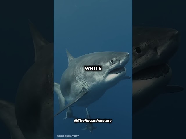 Crazy Woman Swimming With Great White Shark