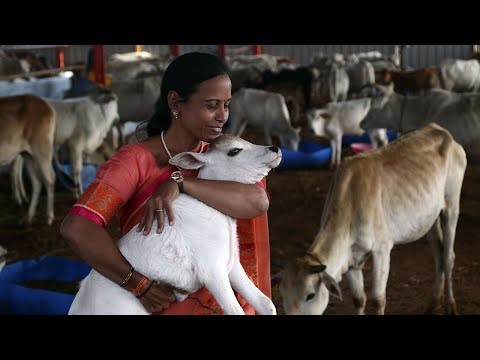 Government withdraws Cow Hug Day proposal