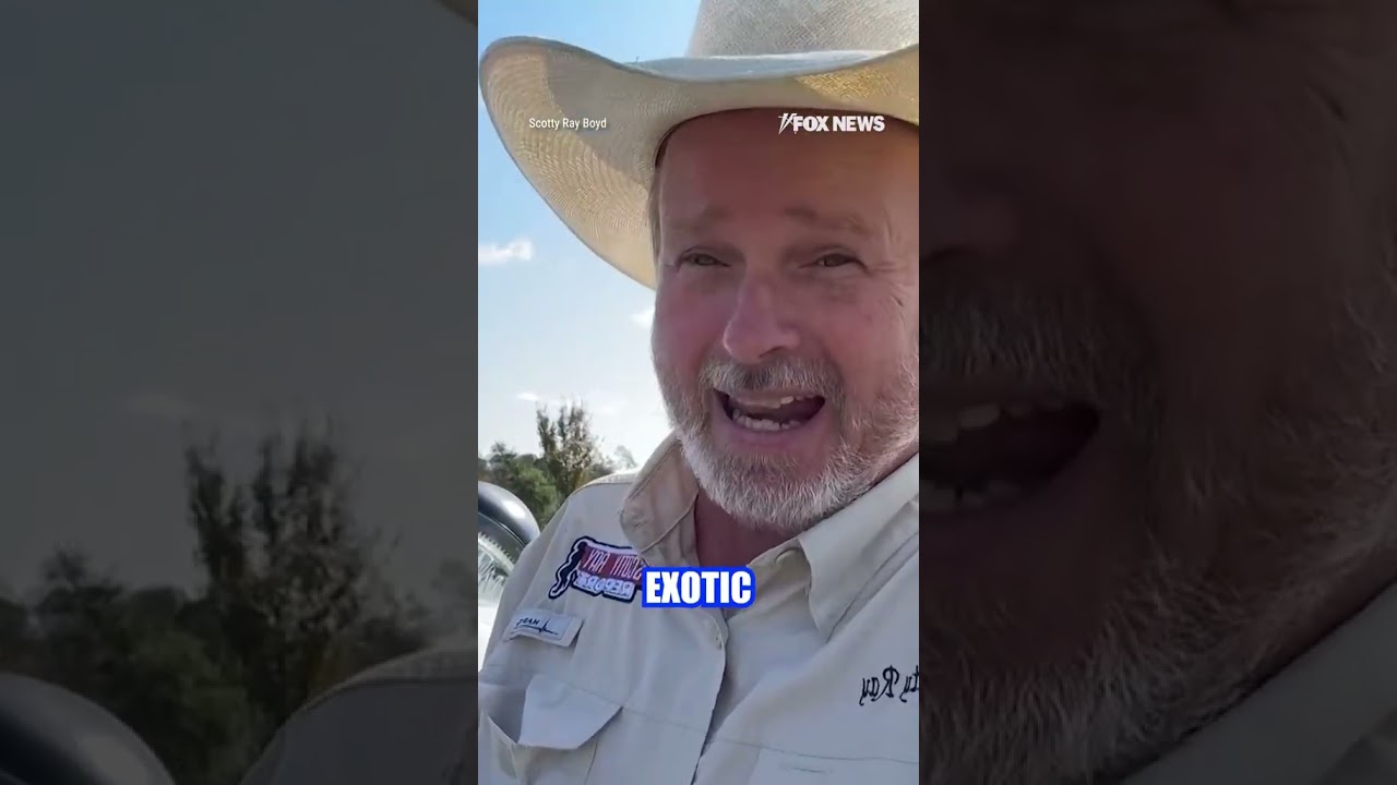 NO MONKEY BUSINESS: Truckload of research monkeys break free after crash #monkey #shorts #crash