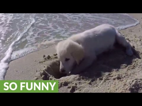 Puppy furious after ocean water destroys his sandcastle