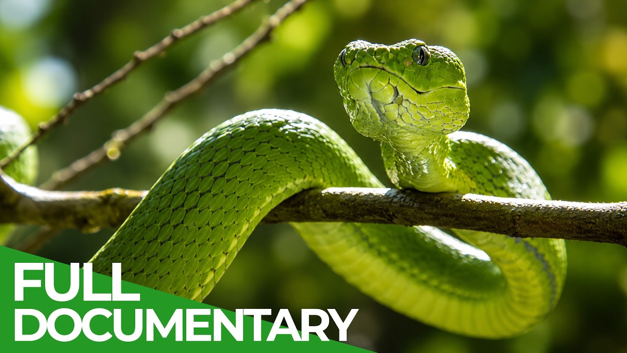 Deadly Bite: Nature’s Most Toxic Animals | Wildest Survival | Free Documentary Nature
