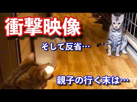 本当は見せたくなかった衝撃的な猫の喧嘩映像 まとめちゅーぶ