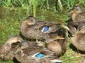 El inodoro patos San Juan
