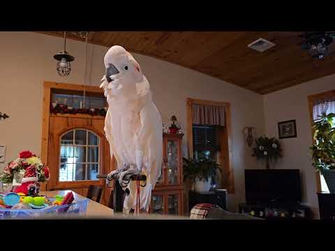 Christmas Food Preparation with a Cockatoo