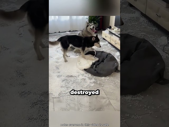 the cute husky ruined his owner's mattress 😂