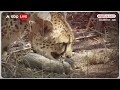Kuno National Park से आई खुशखबरी, मादा चीता गामिनी ने 5 शावकों को दिया जन्म | abp news  - 01:45 min - News - Video