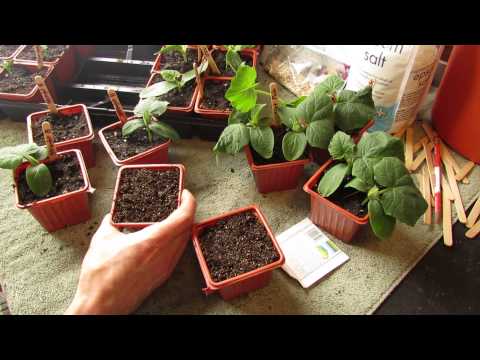 Starting Cucumbers, Zucchini and Squash Indoors: Bigger Containers and Warm Weather!