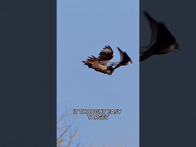Peregrine falcon vs owl #animals #wildlife #fyp