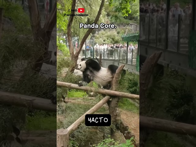 Почему Панды Не Вымерли 🐼