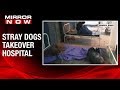 Shocking: Stray dogs take over hospital in Bihar