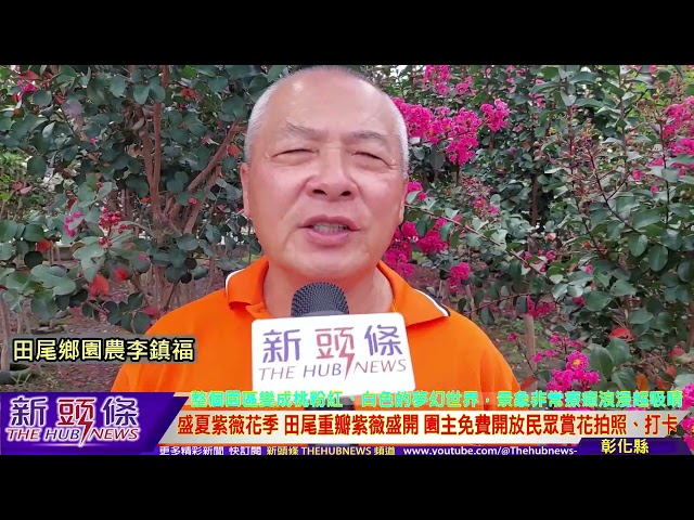 影音/田尾鄉重瓣紫薇花瓣隨風搖曳美不勝收 宛如浸潤在花海中享受浪漫戀愛氣氛