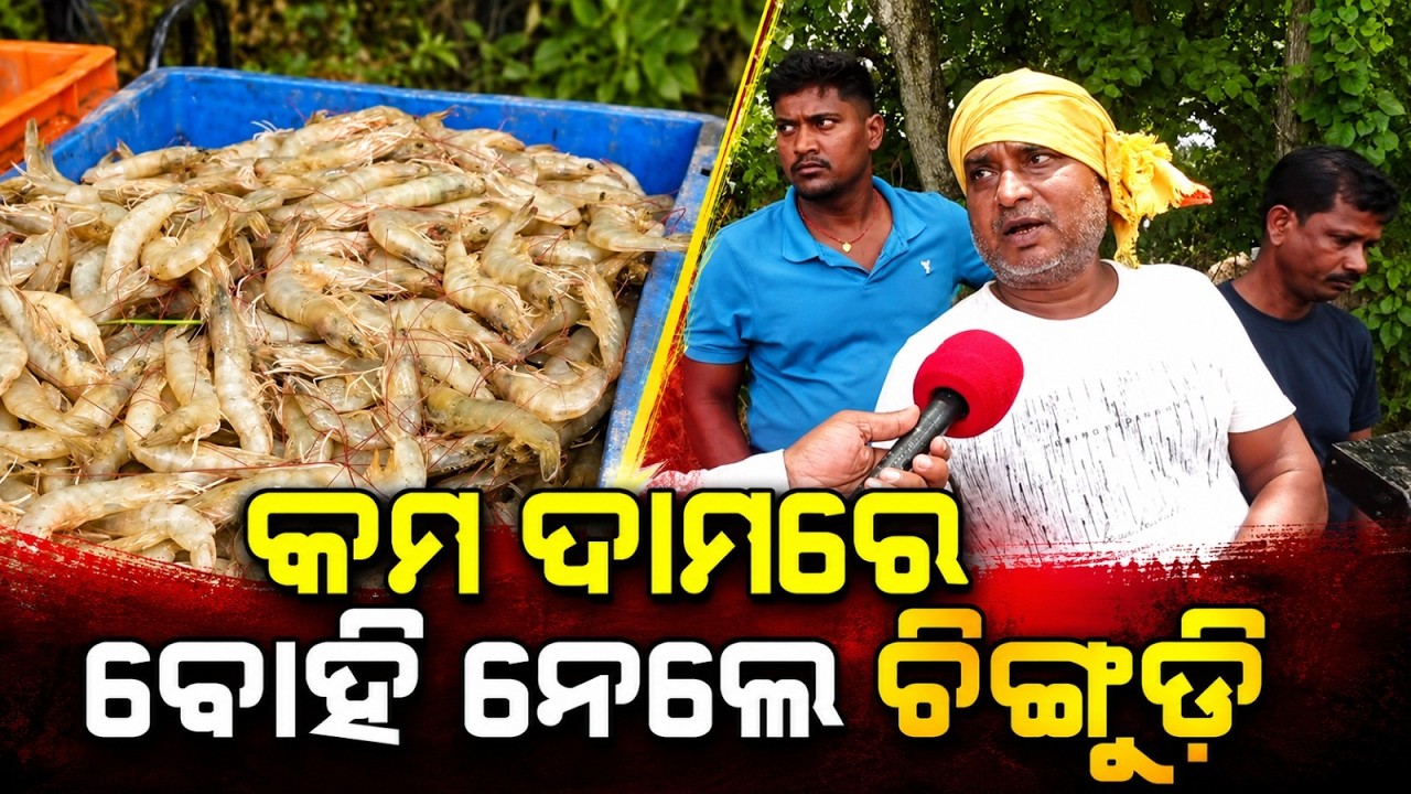 Aftermath Of Odisha Flood: Fish Farmers In Balasore Forced To Sell Stock At Low Prices | Argus News