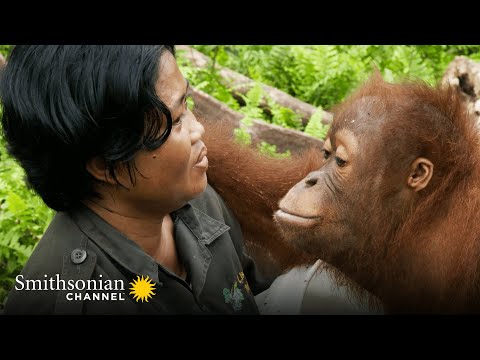Orangutan Jungle School'