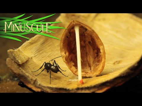 Miniscule - kompilcia 9