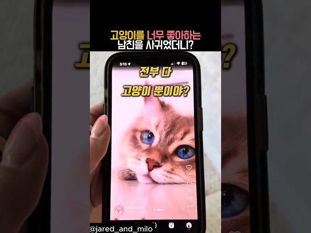남친이 고양이를 너무 좋아하면 일어나는 일 #유머 #동물 #고양이