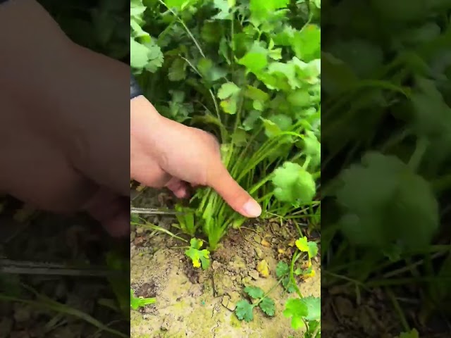 Fresh coriander stem cutting process